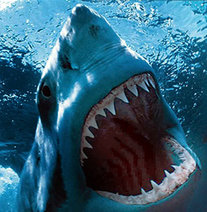 BARRACUDA